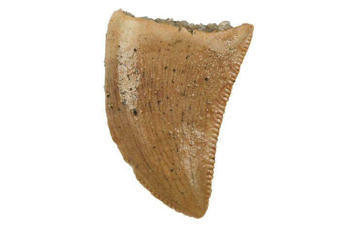 Serrated, Juvenile Carcharodontosaurus Tooth #228775